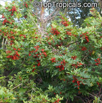Schinus terebinthifolius, Brazilian pepper-tree