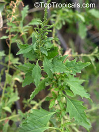 Dysphania ambrosioides, Chenopodium ambrosioides, Mexican Tea, Wormseed, Epazote

Click to see full-size image