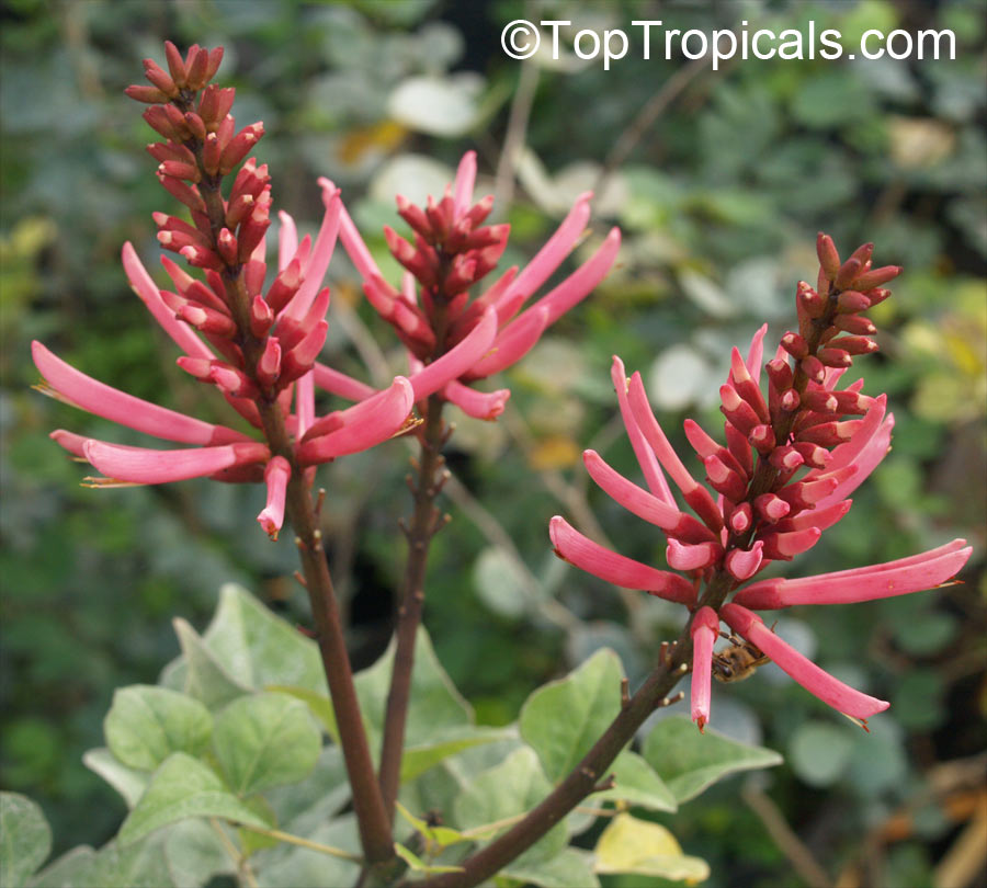 Erythrina herbacea, Coral tree, Coral bean, Cardinal-spear, Cherokee-bean