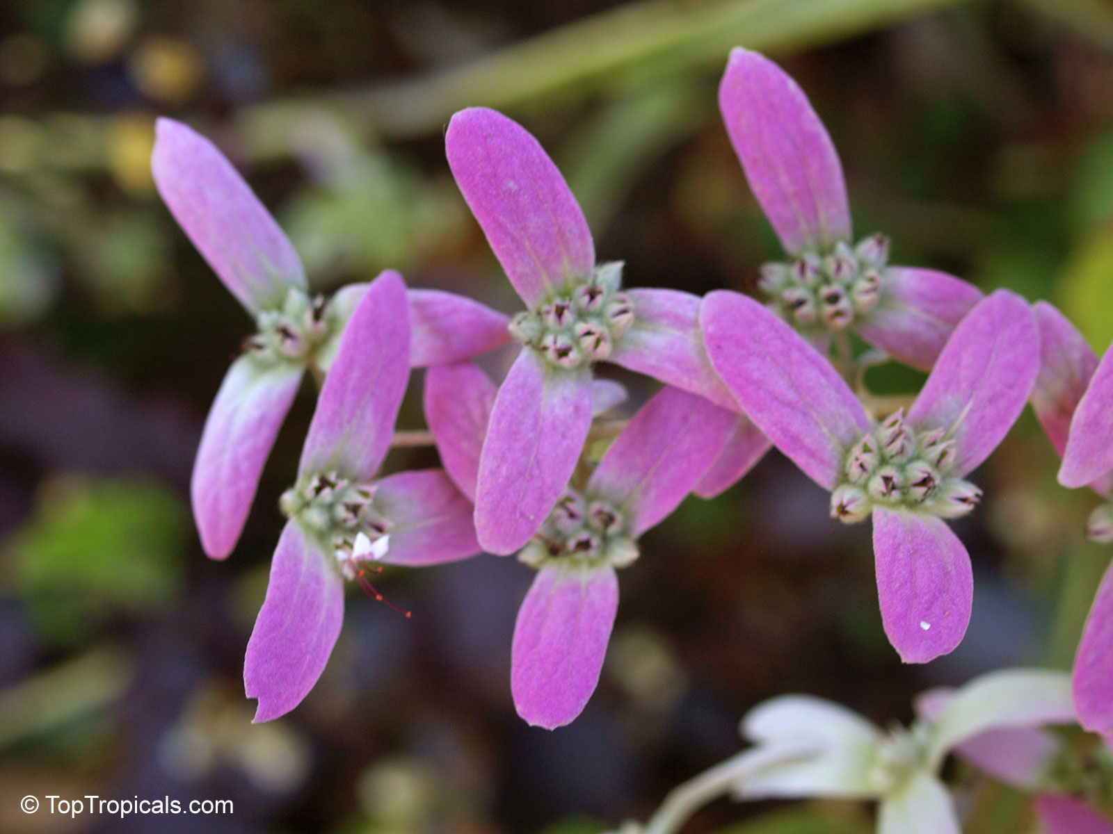 Congea tomentosa (Wooly Shower Orchid Bush) pink flower clusters with small, delicate petals. Congea tomentosa (Wooly Shower Orchid Bush) pink flower, close up of small petals.