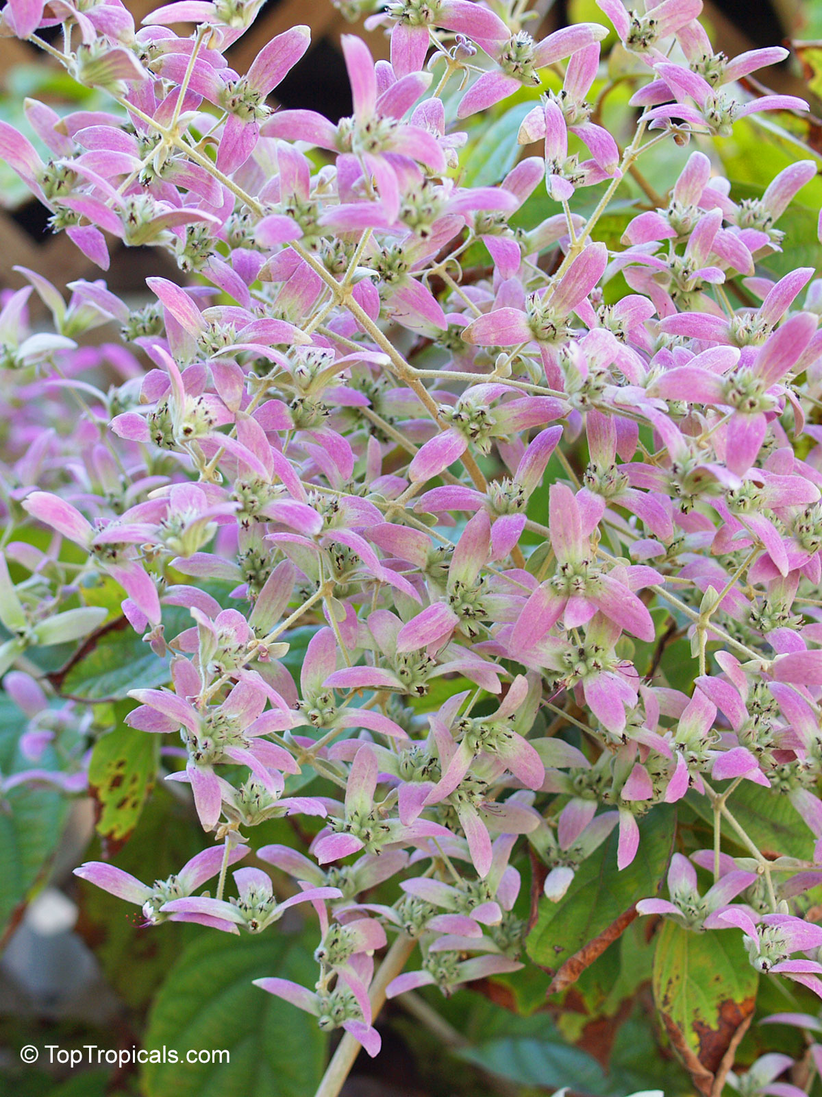 Congea tomentosa (Wooly Shower Orchid Bush) pink flower clusters with small, delicate petals. Congea tomentosa (Wooly Shower Orchid Bush) pink flower, close up of small petals.
