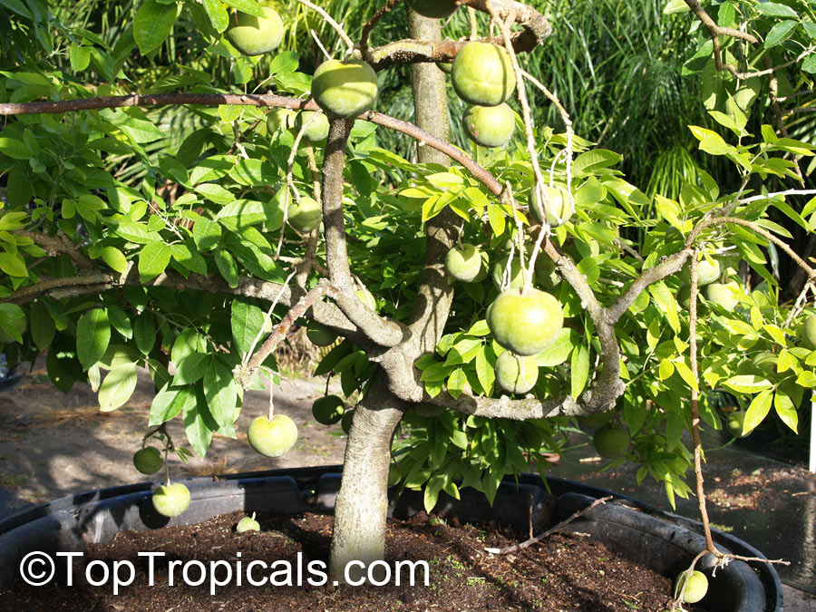 White Sapote Tree