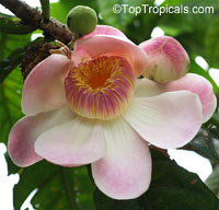 Gustavia augusta - Heaven Lotus