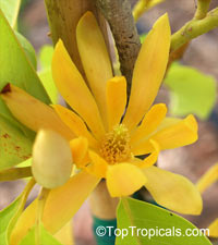 Magnolia x alba 'Golden' (Champaa Thong), Golden Magnolia, Champaa Thong, Golden Michelia, Michelia alba 'Golden'

Click to see full-size image