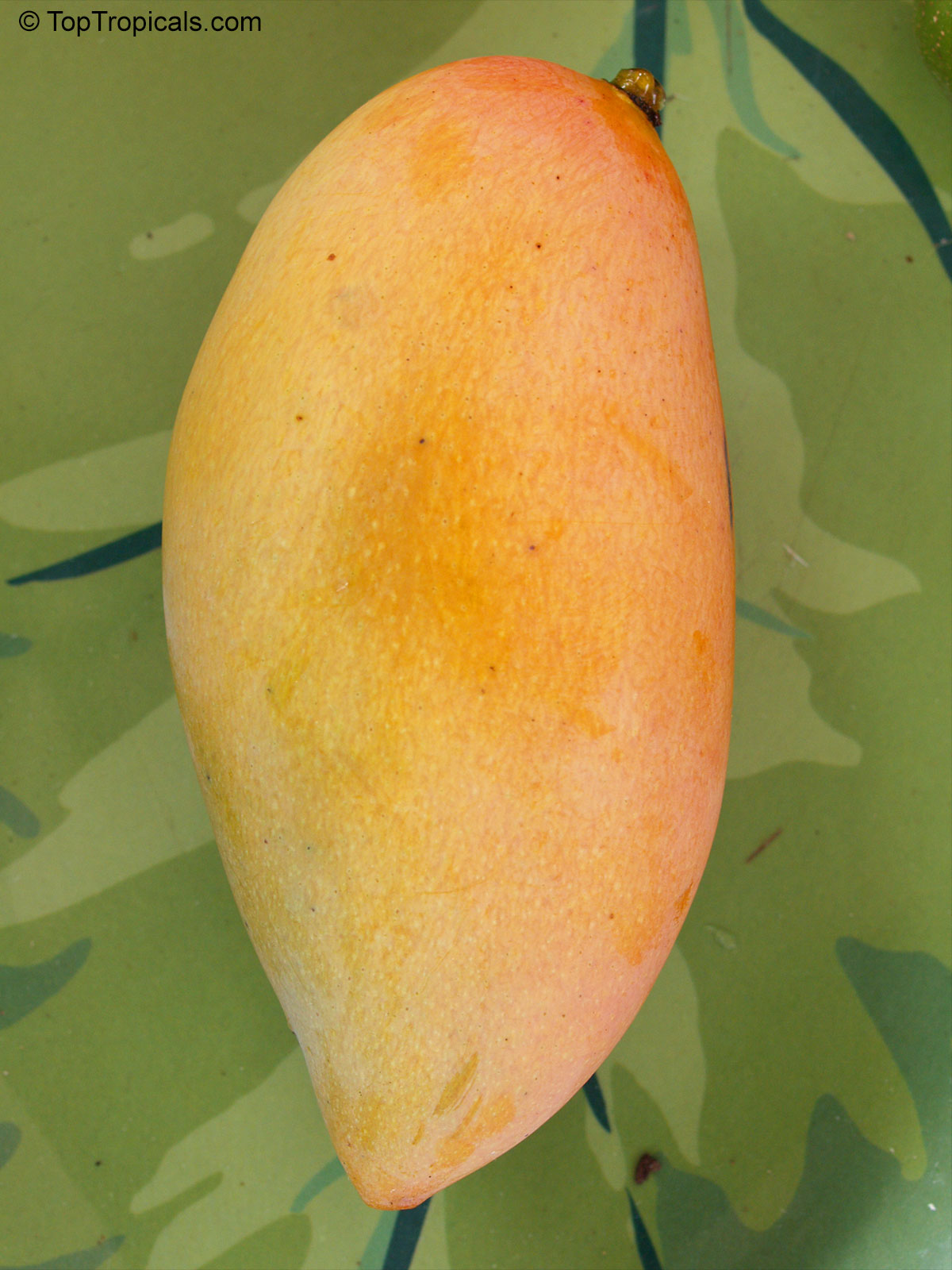 Mangifera indica, Nam Doc Mai Mango Mangifera indica, Nam Doc Mai Mango