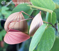 Bauhinia pottsii, Orchid Tree

Click to see full-size image
