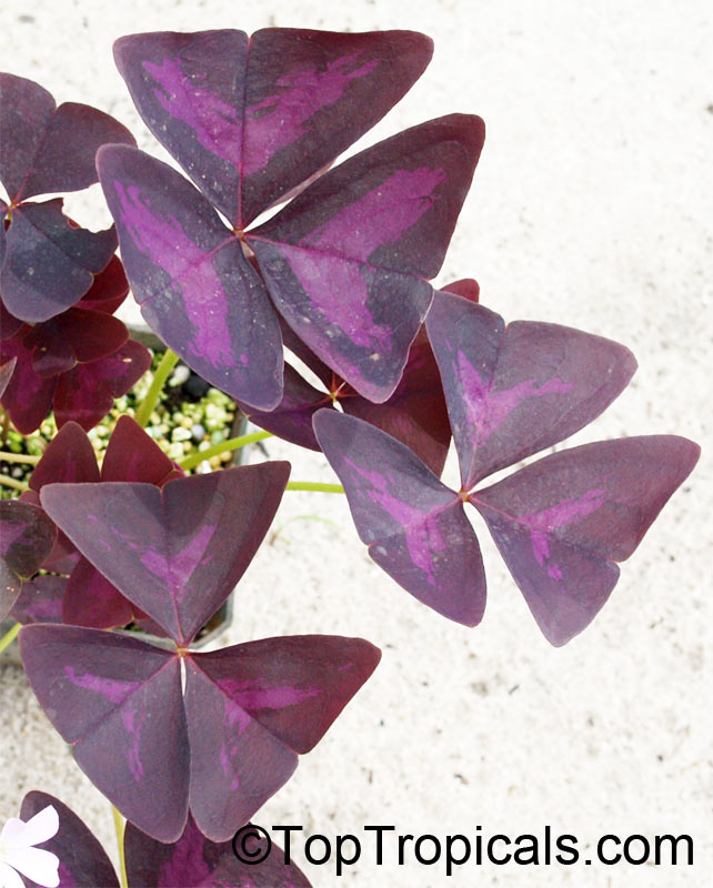 Oxalis triangularis, Oxalis regnellii, Purple Shamrock, Love Plant 
