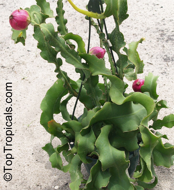 Epiphyllum guatemalense Monstrosa - Orchid Cactus, Curly Locks