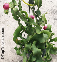 Epiphyllum guatemalense Monstrosa - Orchid Cactus, Curly Locks

Click to see full-size image
