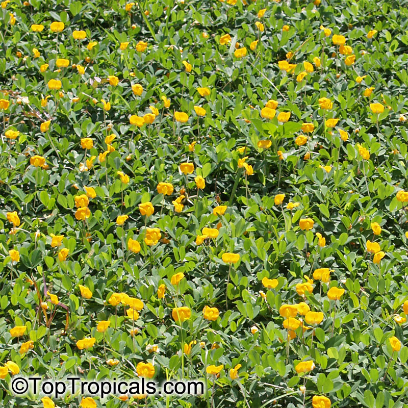 Arachis glabrata (Ornamental Peanut)