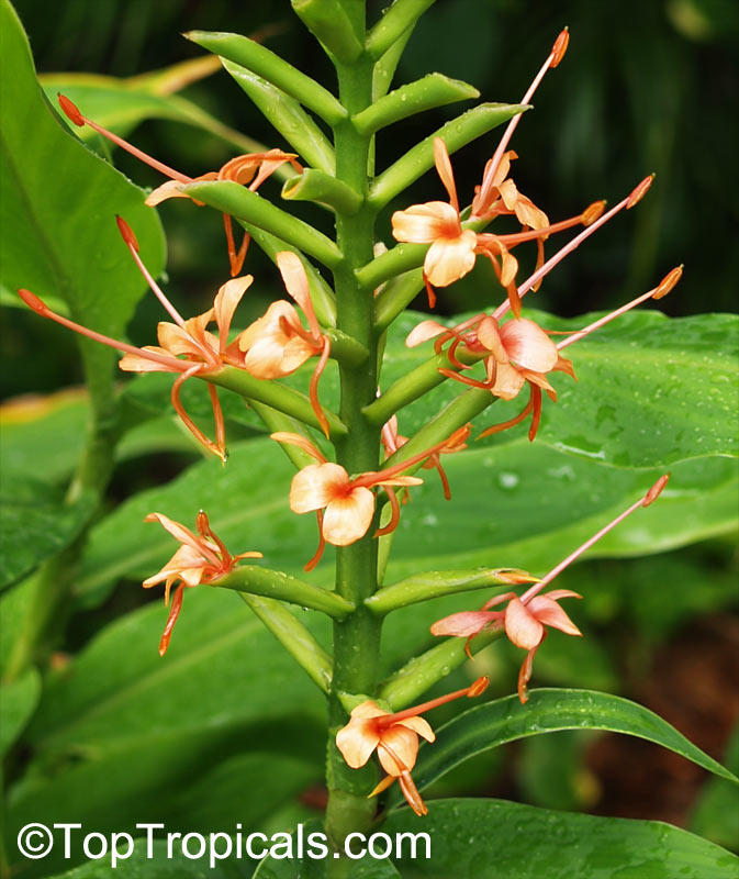 Hedychium coccineum , Himalayan Ginger Lily, Orange Bottlebrush Ginger, Red Butterfly Ginger 