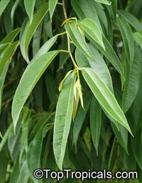 Ficus maclellandii, Ficus binnendijkii, Long-leaf fig, Alii fig, Banana-leaf fig

Click to see full-size image