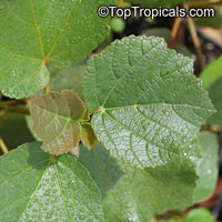 Dombeya rotundifolia, Wild Pear

Click to see full-size image