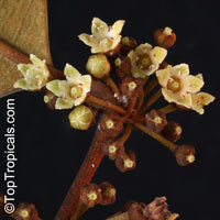 Chrysophyllum cainito, Achras caimito, Caimito, Star Apple, Satin Leaf

Click to see full-size image
