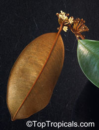 Chrysophyllum cainito, Achras caimito, Caimito, Star Apple, Satin Leaf