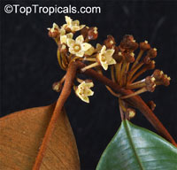 Chrysophyllum cainito, Achras caimito, Caimito, Star Apple, Satin Leaf