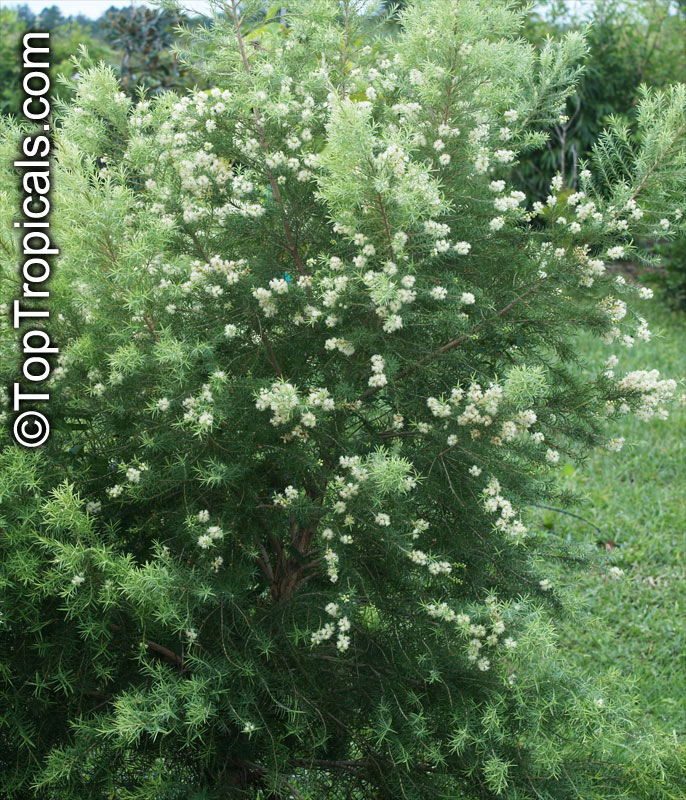 Melaleuca alternifolia , Tea Tree, Snow-in-Summer