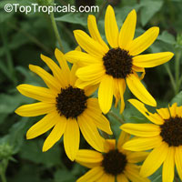 Helianthus debilis , Beach Sunflower, Dune Sunflower