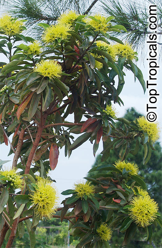 Xanthostemon chrysanthus, Golden Penda, Expo gold, Junjum