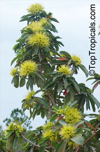 Xanthostemon chrysanthus, Golden Penda, Expo gold, Junjum

Click to see full-size image