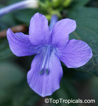 Barleria cristata - Philippine violet

Click to see full-size image