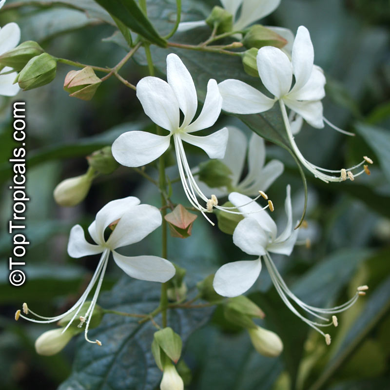 Clerodendrum laevifolium, Clerodendrum wallichii, Clerodendrum nutans, Bridal veil, Nodding Clerodendron