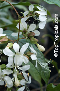 Clerodendrum wallichii, Clerodendrum nutans, Bridal veil, Nodding Clerodendron

Click to see full-size image