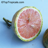 Citrus limon Pink, Pink Lemonade Lemon

Click to see full-size image