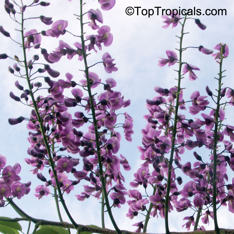 Lonchocarpus violaceus, Lilac Tree, Dotted Lancepod, Chaperno