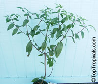 Randia formosa, Mussaenda formosa, Randia mussaenda, Rosenbergiodendron formosum, Blackberry Jam Fruit, Jasmin de rosa

Click to see full-size image