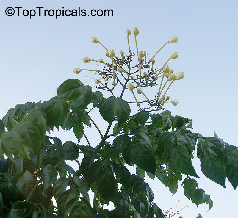 Millingtonia hortensis, Tree Jasmine, Indian Cork Tree, Maramalli, Tamil, Akash neem