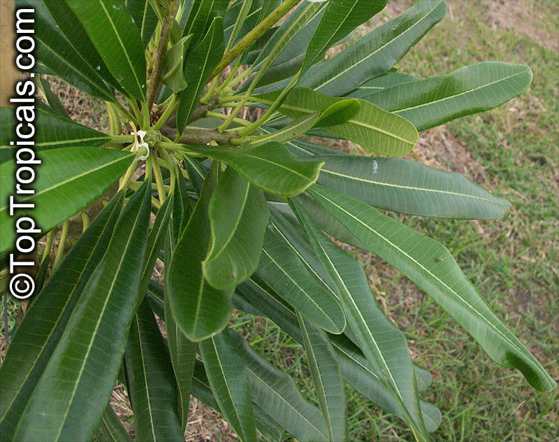 Plumeria tuberculata, Plumeria