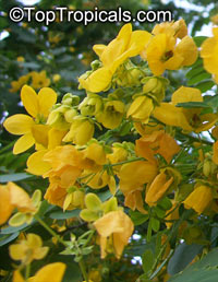 Cassia leptophylla, Gold Medallion Tree, Golden Medallion Tree

Click to see full-size image
