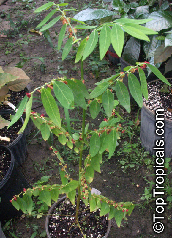Sauropus androgynus, Katuk, Star Gooseberry, Sweet Leaf, Tropical Asparagus, Chang Kok, Manis, Nutty Leaf, Rau Ngot