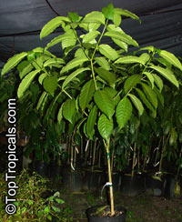 Blighia sapida, Cupania sapida, Akee, Seso Vegetal, Arbre a Fricasser (Haiti)

Click to see full-size image