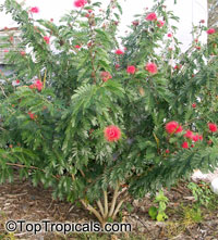 Calliandra haematocephala, Calliandra inaequilatera, Rose cascade, Blood Red Tassel Flower

Click to see full-size image