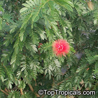 Calliandra haematocephala, Calliandra inaequilatera, Rose cascade, Blood Red Tassel Flower

Click to see full-size image