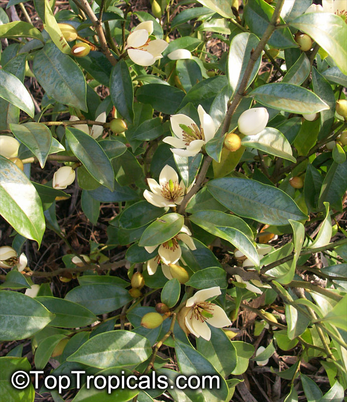 Magnolia figo, Michelia figo, Magnolia fuscata, Banana Magnolia, Banana Shrub, Port Wine Magnolia