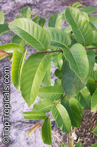 Anogeissus latifolia, Ghatti, Indian Gum Tree, Dhawa, Indian sumac

Click to see full-size image
