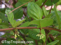 Buddleja indica, Parlor Oak, Nicodemia

Click to see full-size image