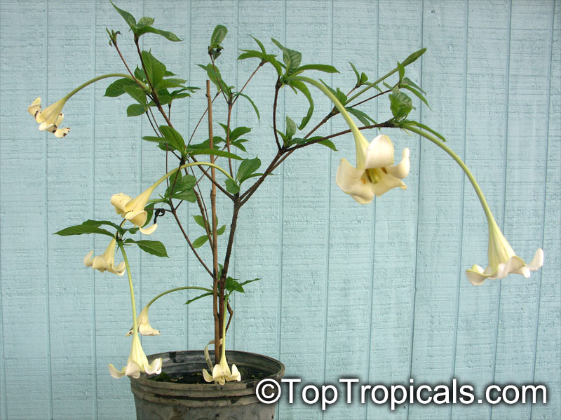 Euclinia longiflora, Randia macrantha, Angel's Trumpets, Tree Gardenia