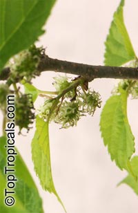 Morus sp., Mulberry

Click to see full-size image