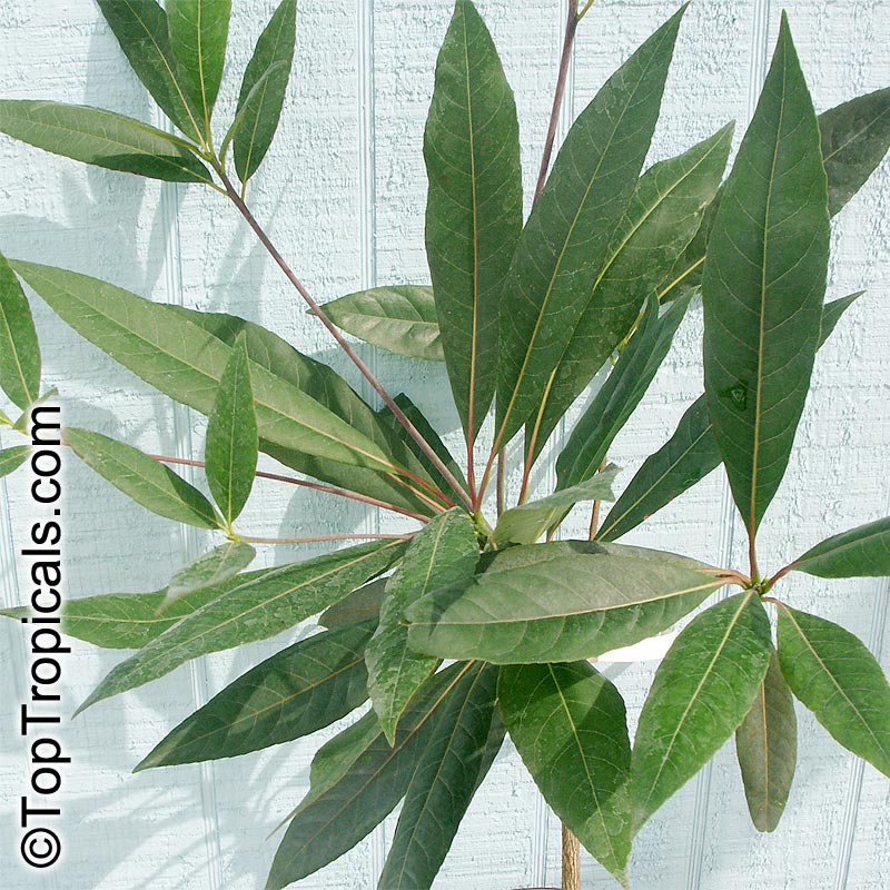 Elaeocarpus ganitrus, Elaeocarpus sphaericus, Rudraksh, Rudraksa, Rudraksha, Blue Olive Berry