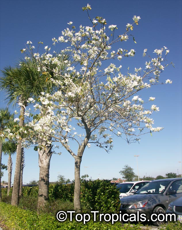 Bauhinia variegata Alba, Bauhinia variegata Candida, White orchid tree, White Mountain Ebony