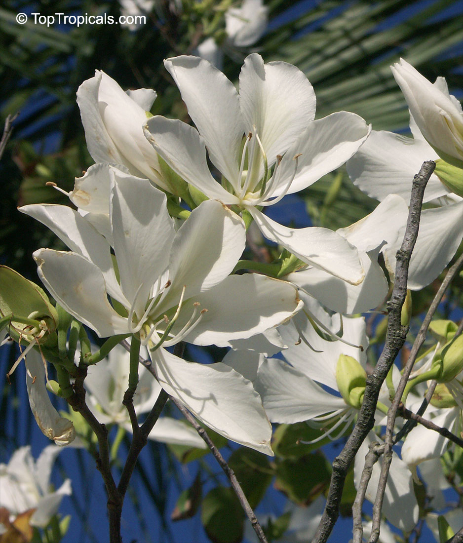 Bauhinia variegata alba (candida) - White orchid tree