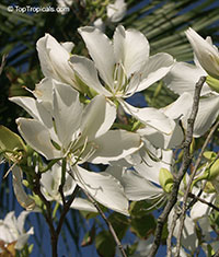 Bauhinia variegata alba (candida) - White orchid tree

Click to see full-size image