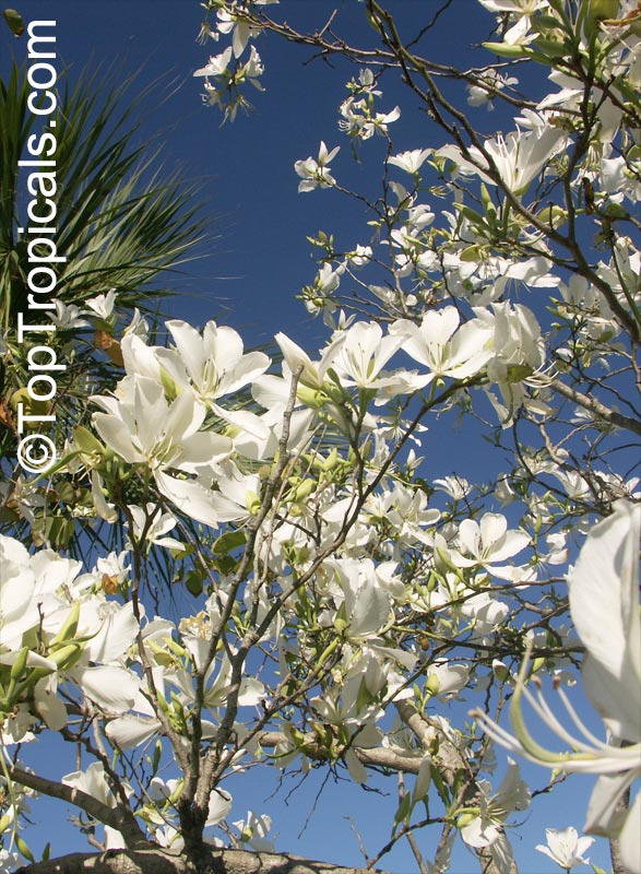 Bauhinia variegata Alba, Bauhinia variegata Candida, White orchid tree, White Mountain Ebony