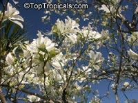 Bauhinia variegata Alba, Bauhinia variegata Candida, White orchid tree, White Mountain Ebony

Click to see full-size image