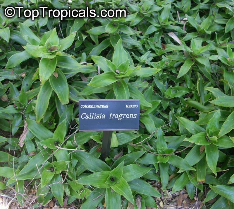 Callisia fragrans, Golden Tendril 