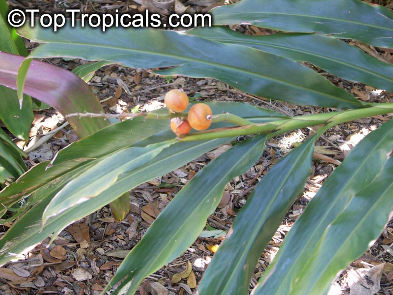 Alpinia sp., Ginger Lily